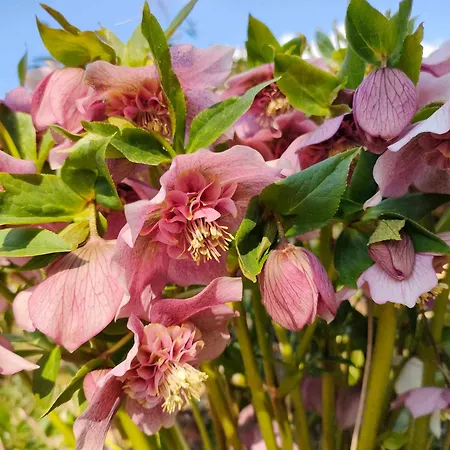 Air Pur Prázdninový dům *